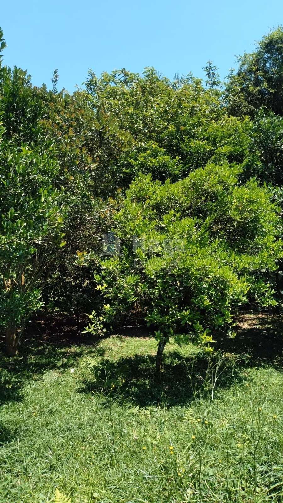 Chácara de 6.309 m² em Gaspar, SC