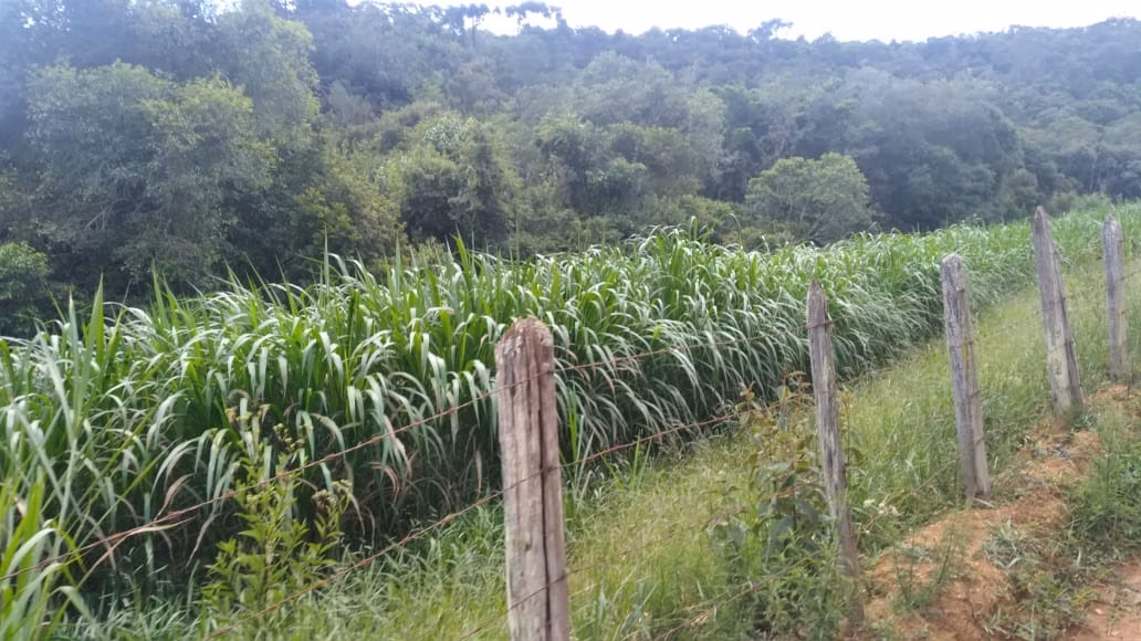 Farm of 2,362 acres in Itajubá, MG, Brazil