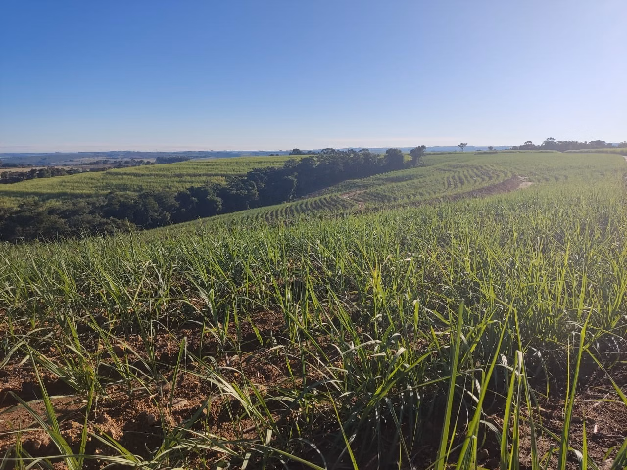 Fazenda de 288 ha em Capela do Alto, SP