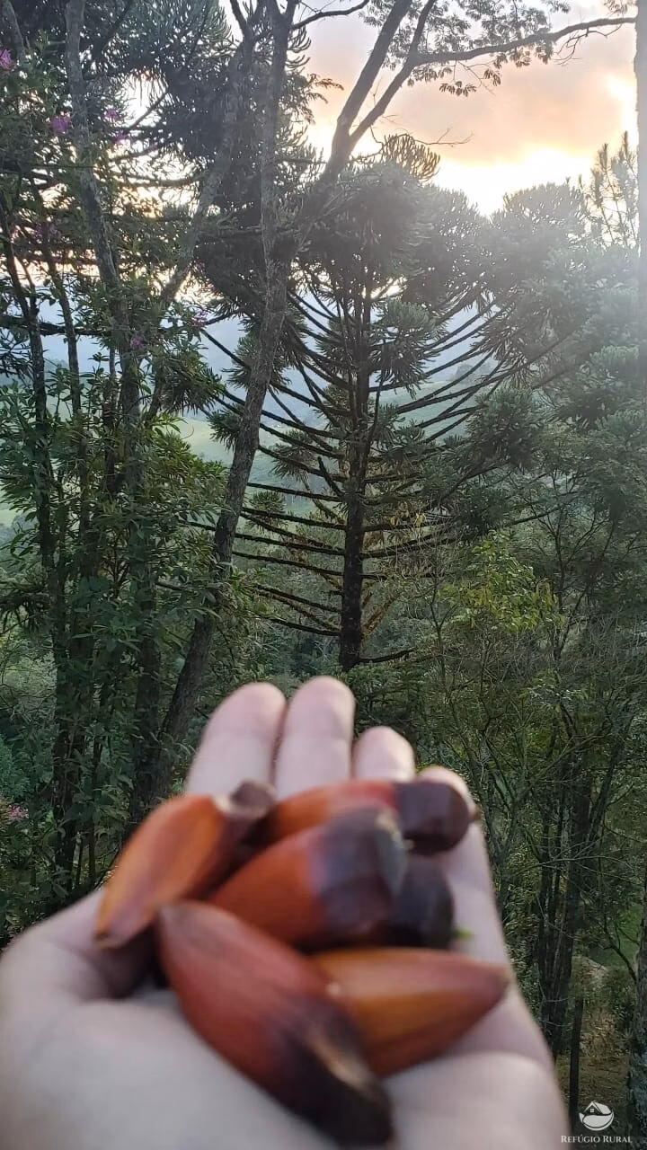 Sítio de 8 ha em São José dos Campos, SP
