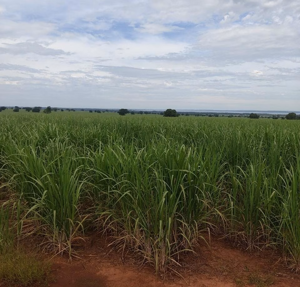 Fazenda de 315 ha em Panorama, SP