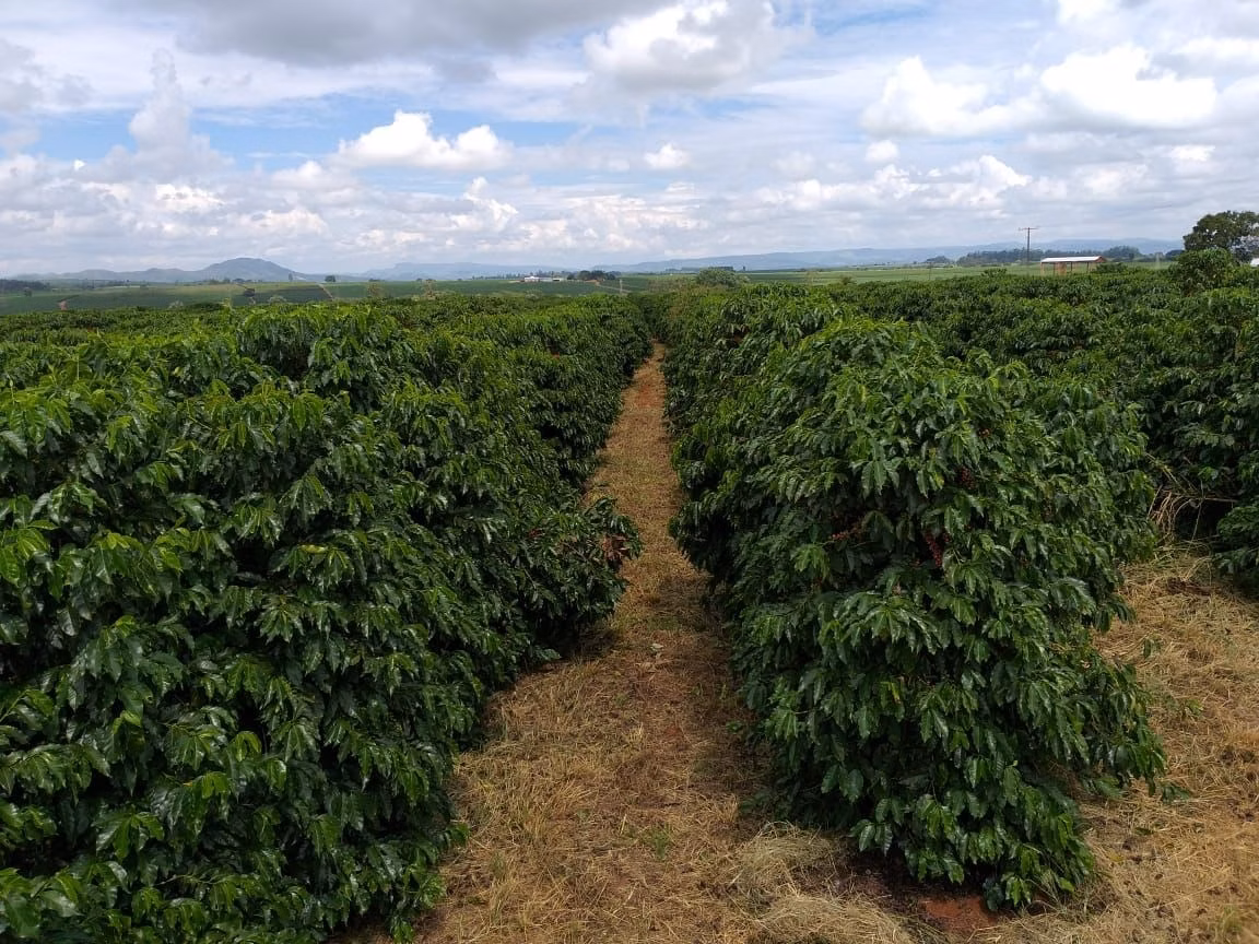 Fazenda de 145 ha em Piumhi, MG