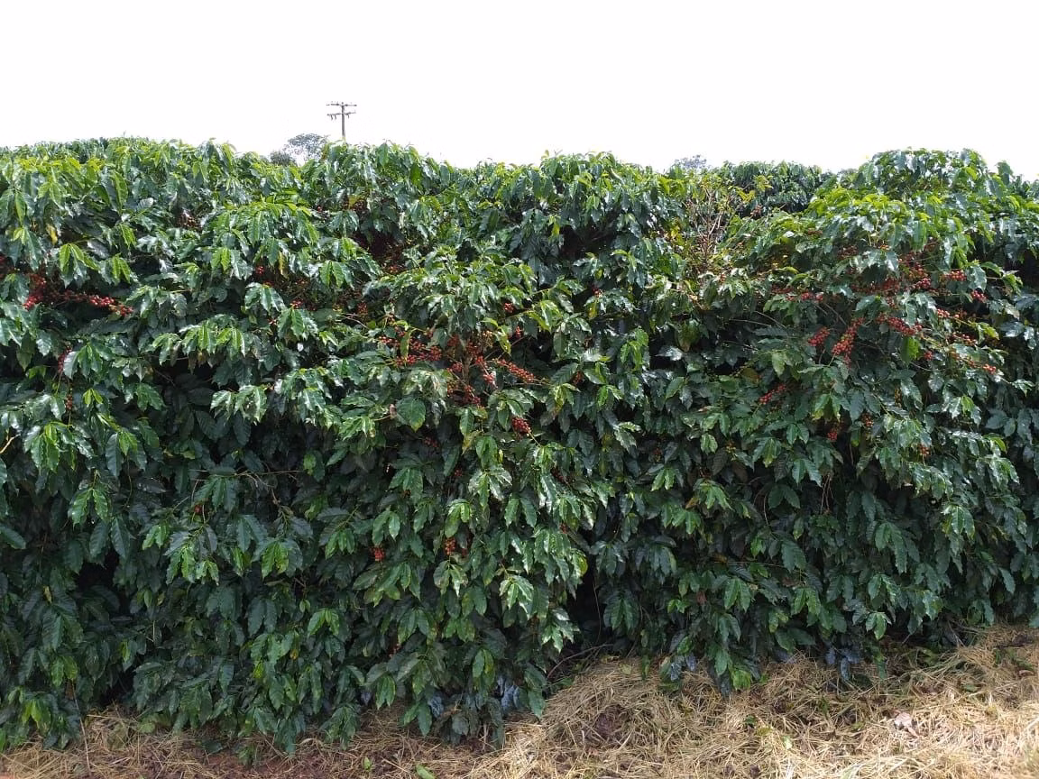 Farm of 359 acres in Piumhi, MG, Brazil