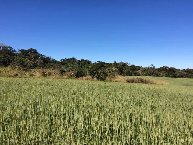Small farm of 233 acres in Itapetininga, SP, Brazil