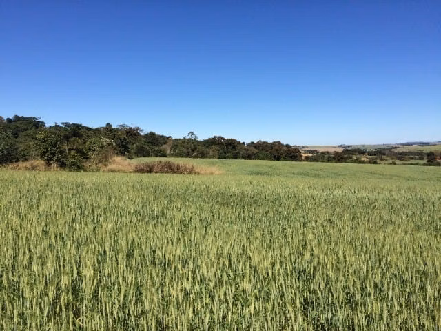 Small farm of 233 acres in Itapetininga, SP, Brazil