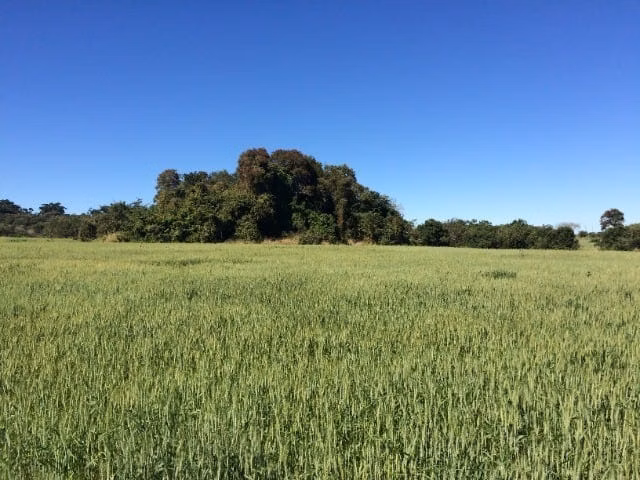 Small farm of 233 acres in Itapetininga, SP, Brazil