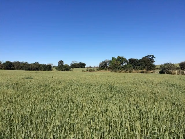 Small farm of 233 acres in Itapetininga, SP, Brazil