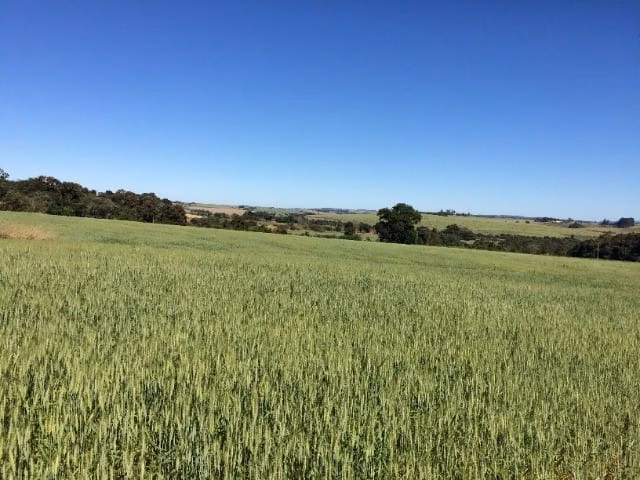 Small farm of 233 acres in Itapetininga, SP, Brazil
