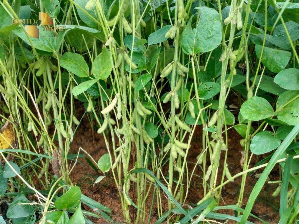 Fazenda de 1.600 ha em Rosário Oeste, MT