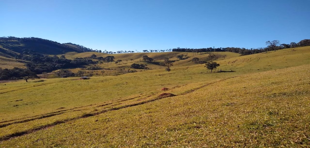 Fazenda de 250 ha em Cambuí, MG