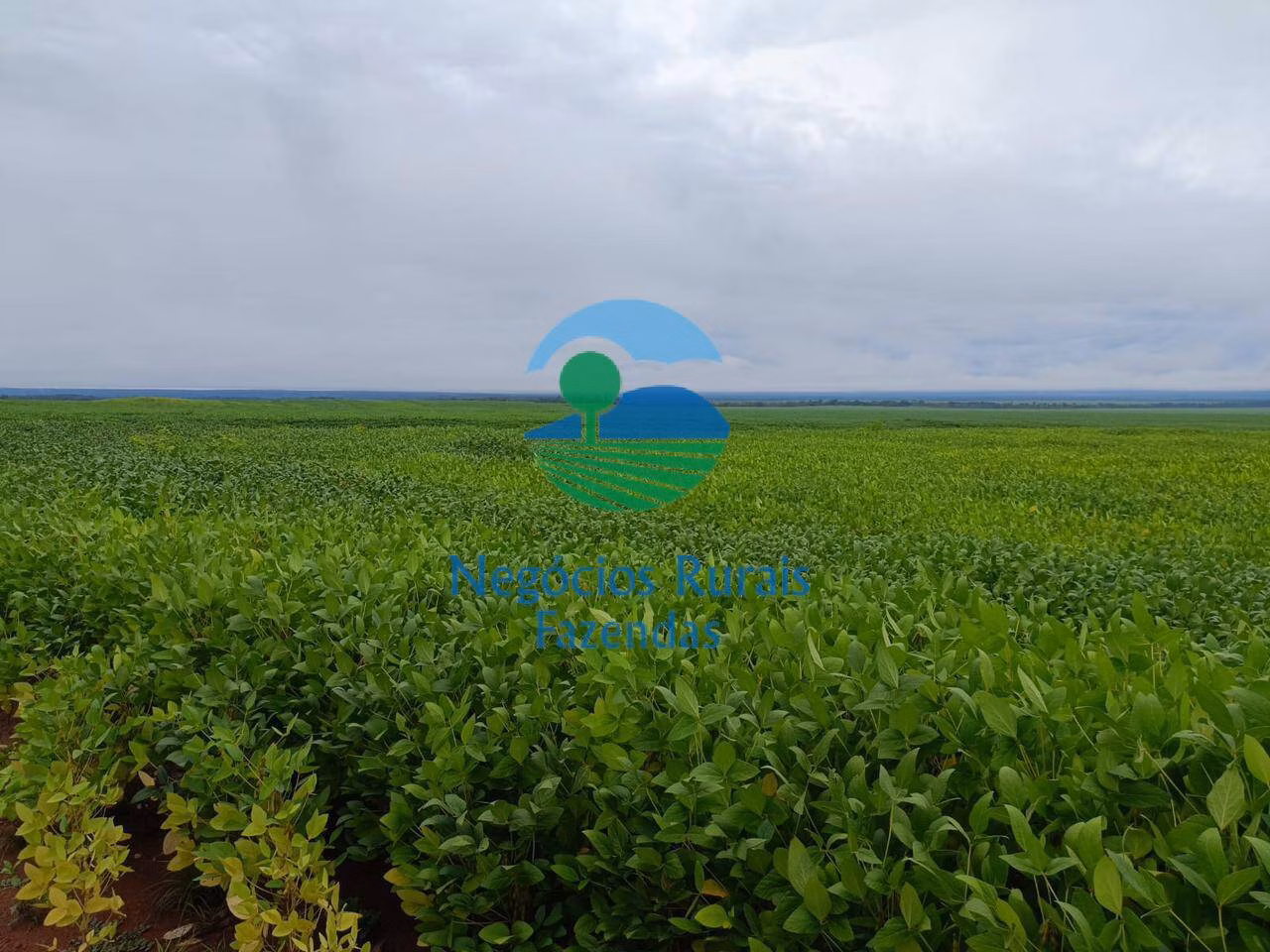 Fazenda de 10.000 ha em Palmas, TO