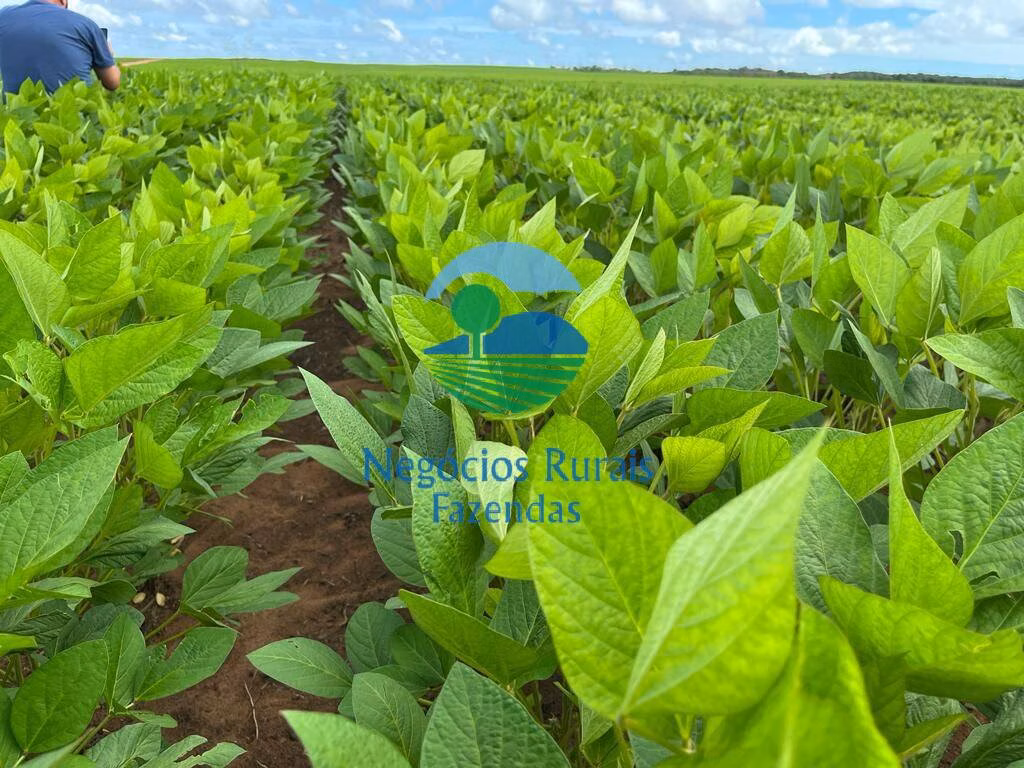 Fazenda de 10.000 ha em Palmas, TO