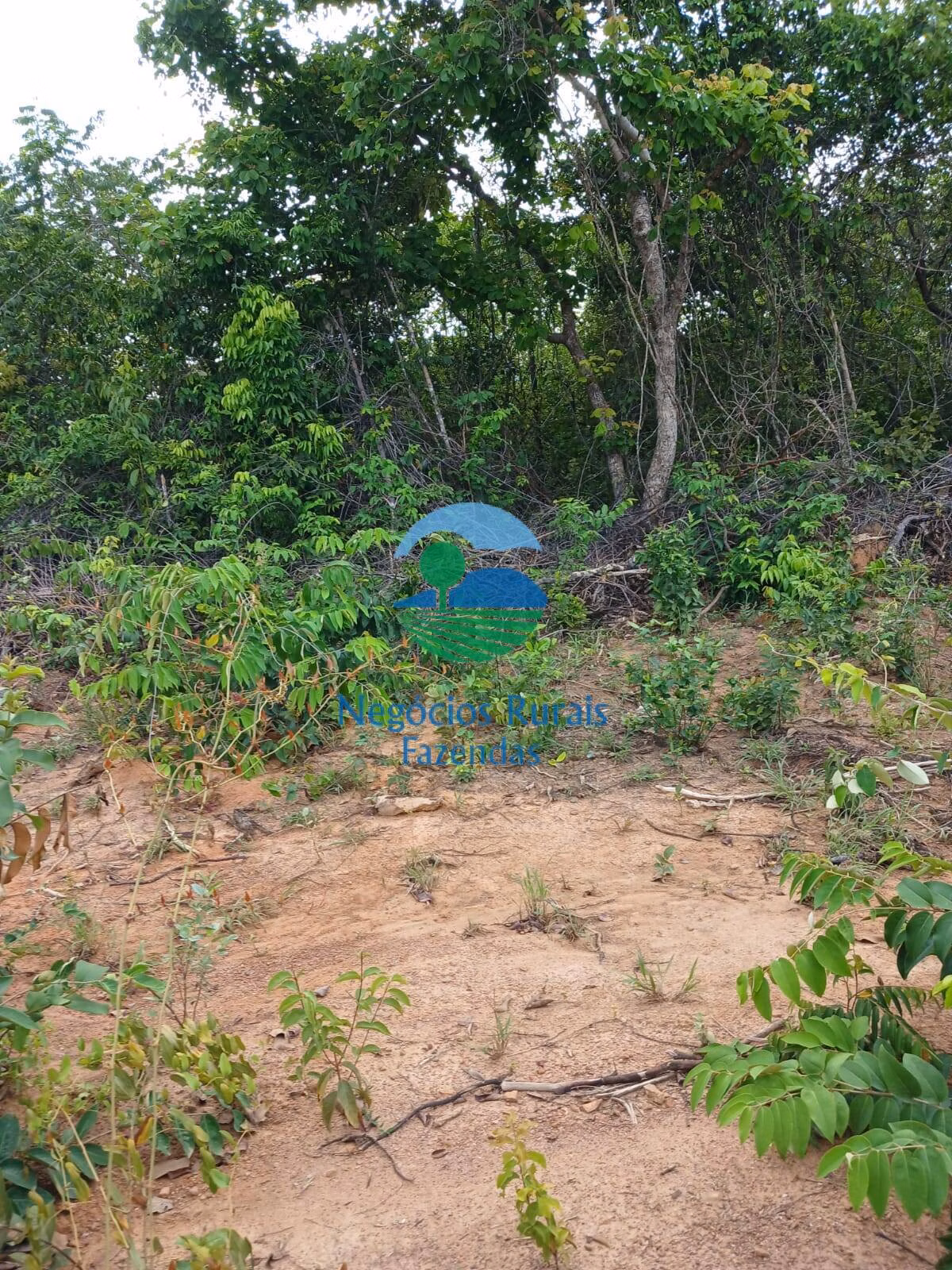 Fazenda de 890 ha em Minaçu, GO