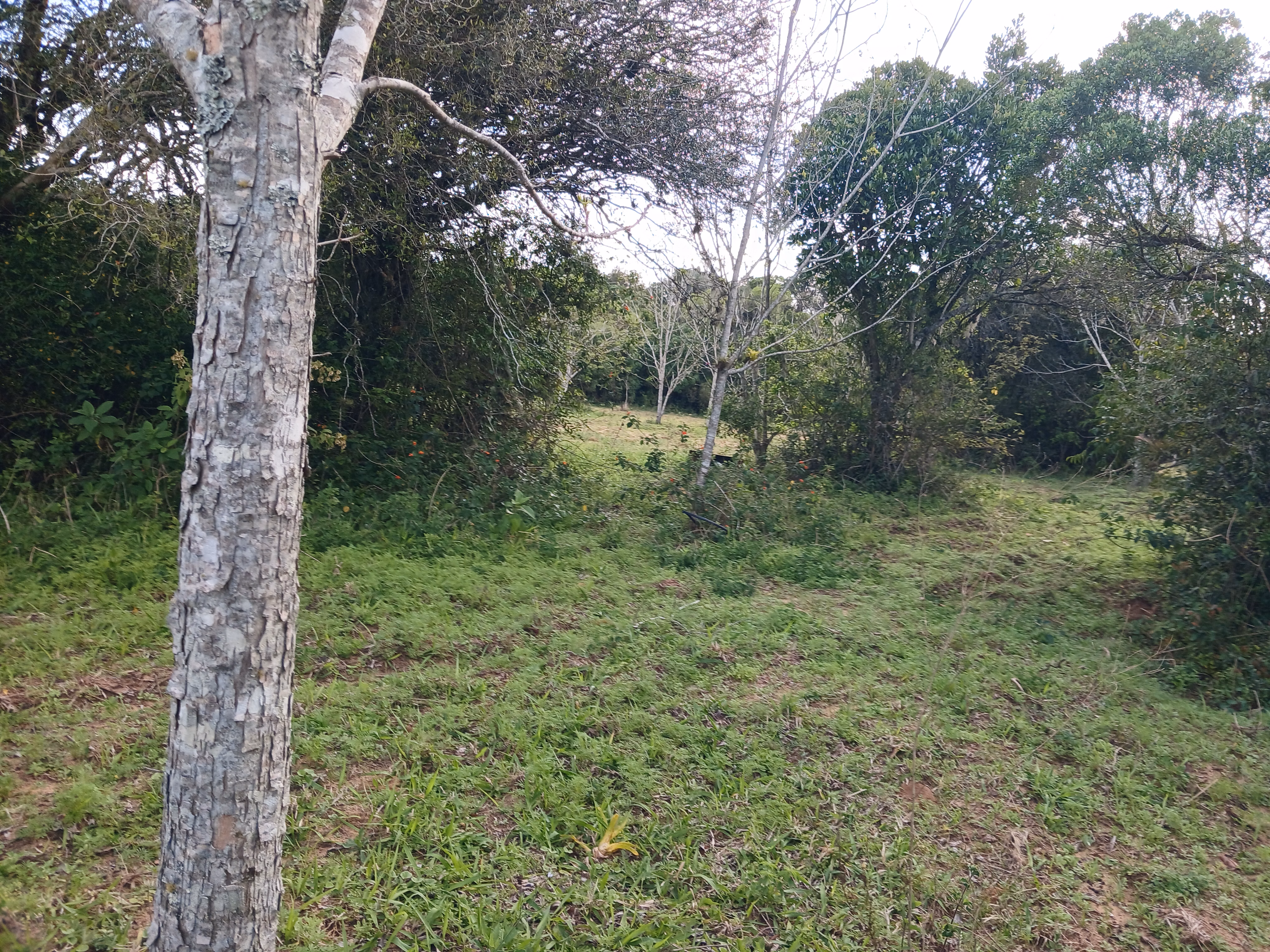Sítio de 1 ha em Viamão, RS