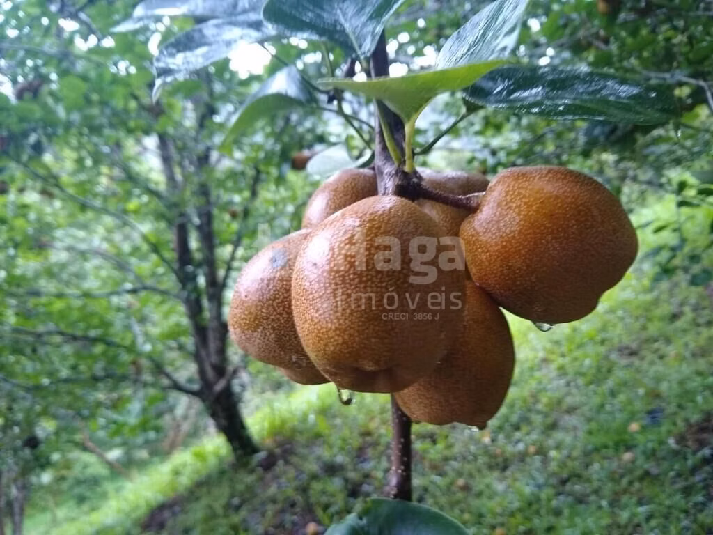 Fazenda de 13 ha em Botuverá, SC