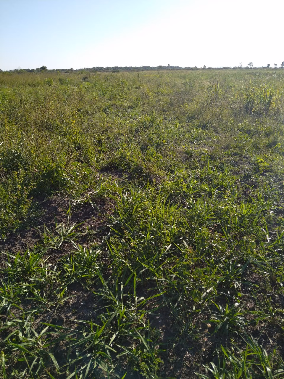 Fazenda de 4.060 ha em Corumbá, MS