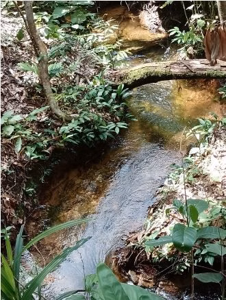 Fazenda de 1.210 ha em Araguaína, TO