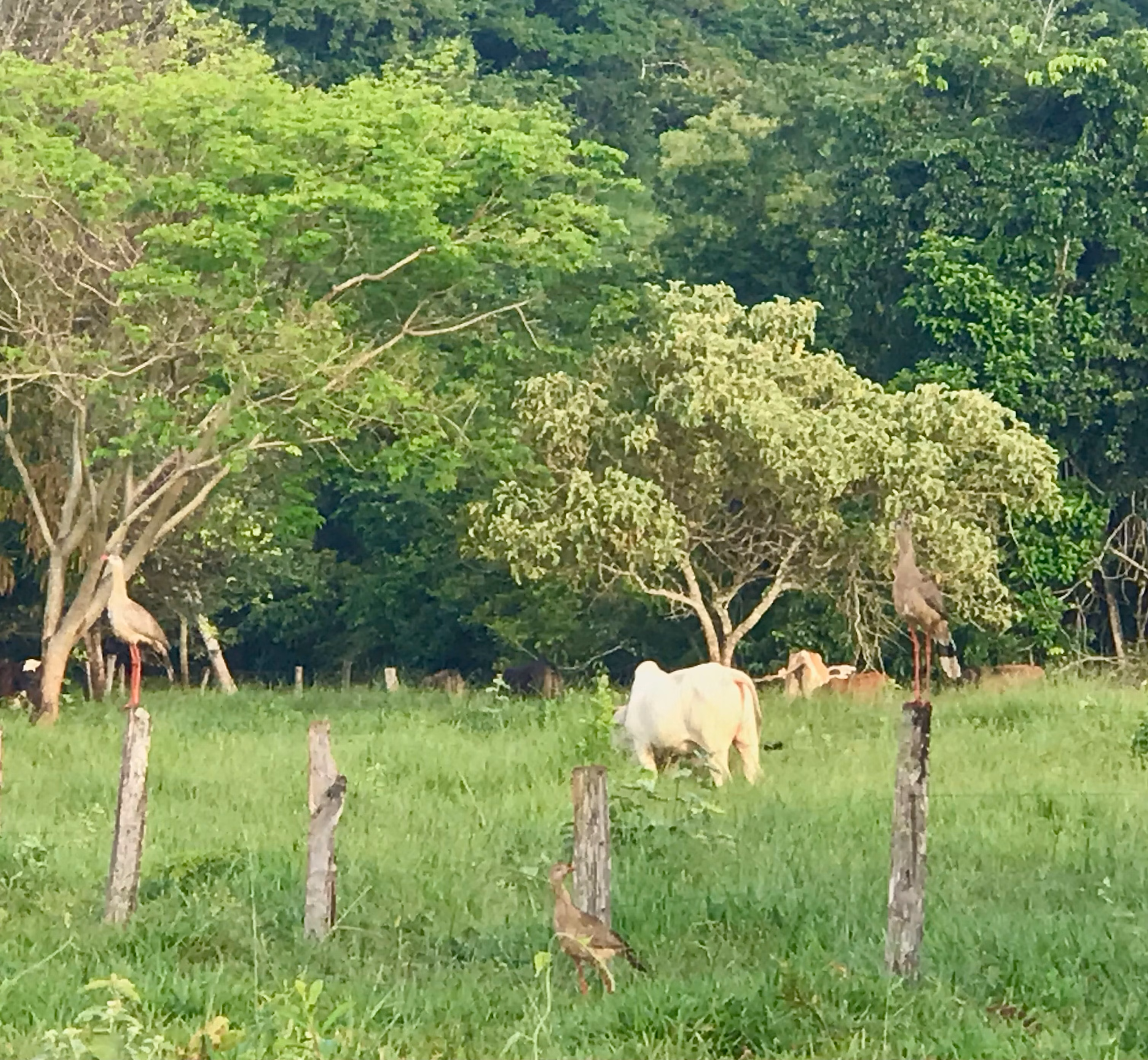 Farm of 247 acres in Petrolina de Goiás, GO, Brazil