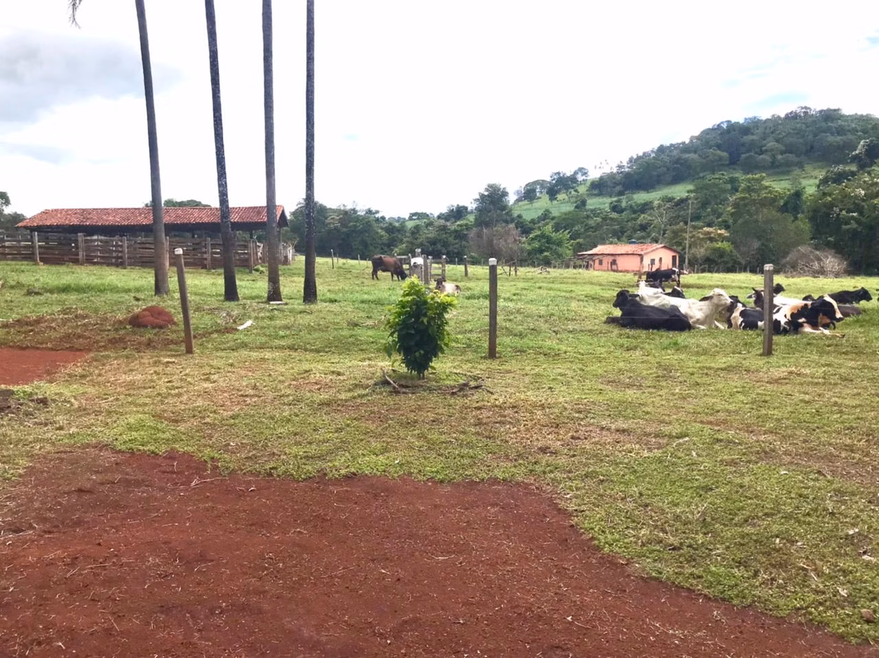 Farm of 247 acres in Petrolina de Goiás, GO, Brazil