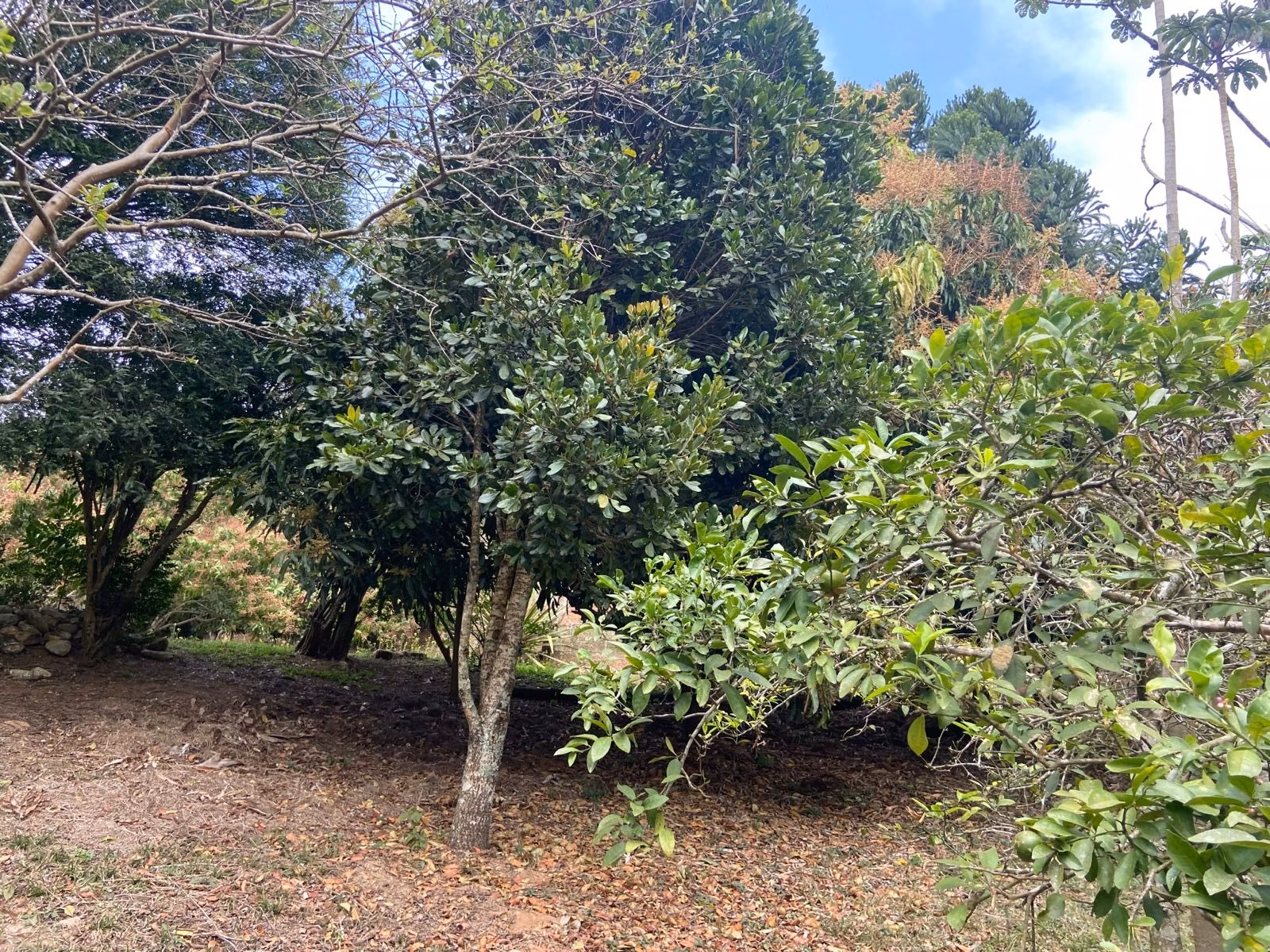 Small farm of 15 acres in São José dos Campos, SP, Brazil