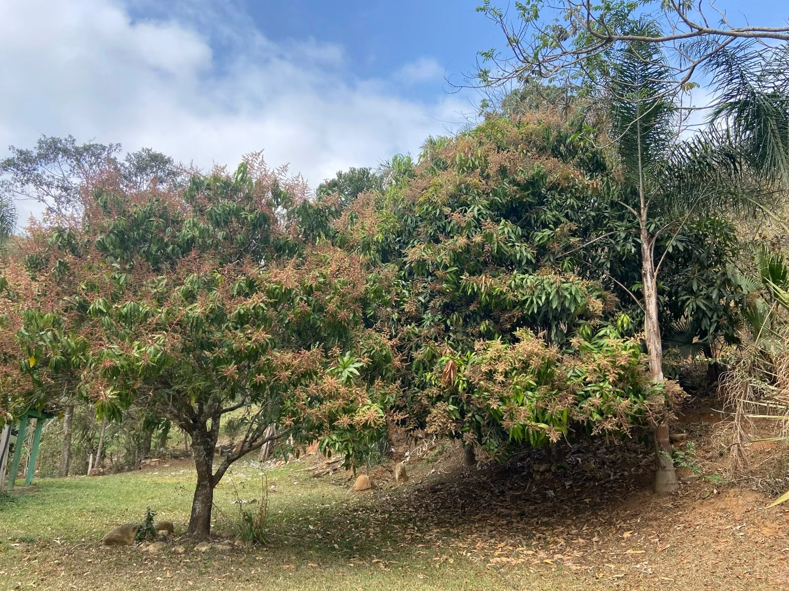 Small farm of 15 acres in São José dos Campos, SP, Brazil