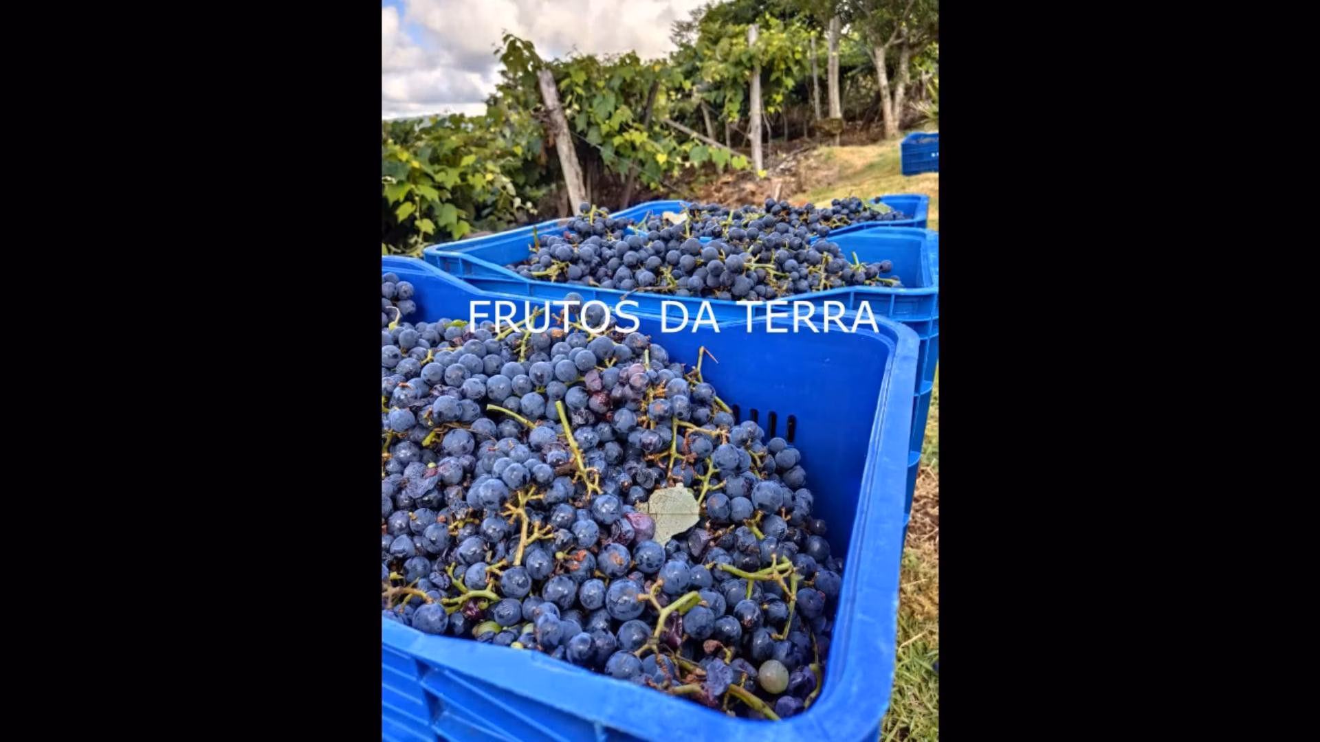 Chácara de 7 ha em Rolante, RS