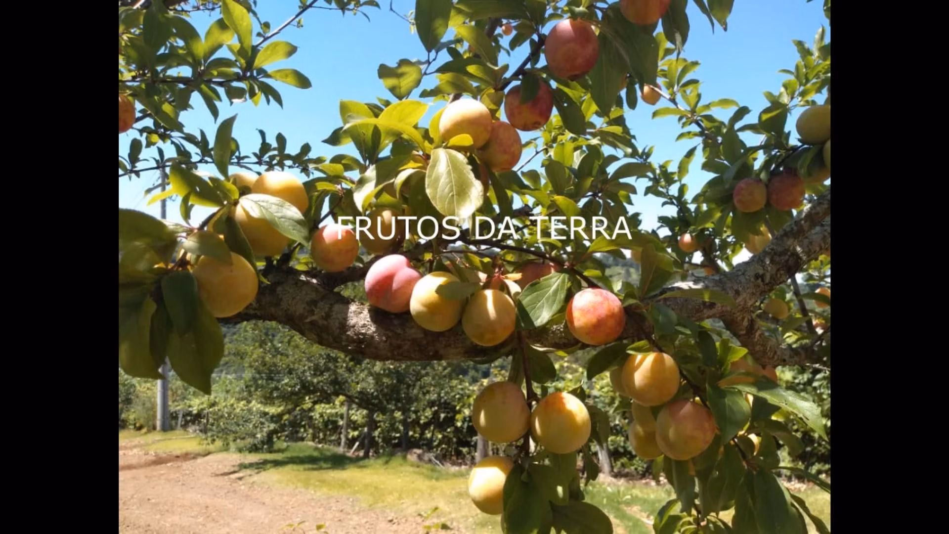 Country home of 18 acres in Rolante, RS, Brazil