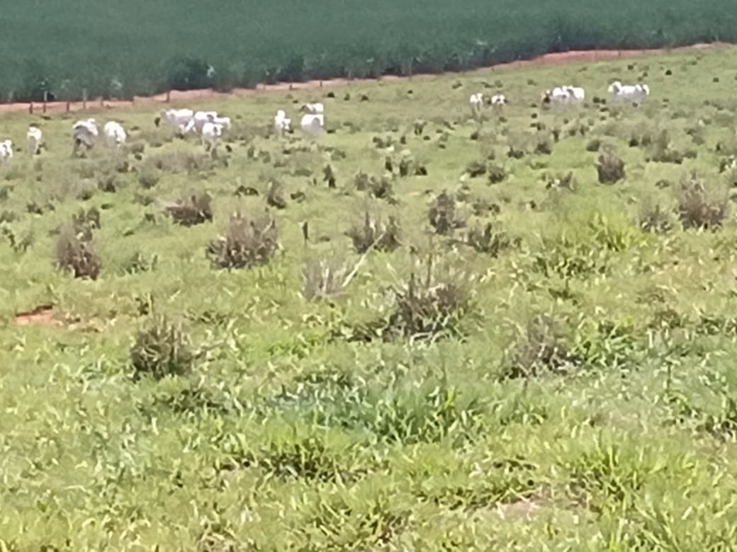 Sítio de 56 ha em Cesário Lange, SP