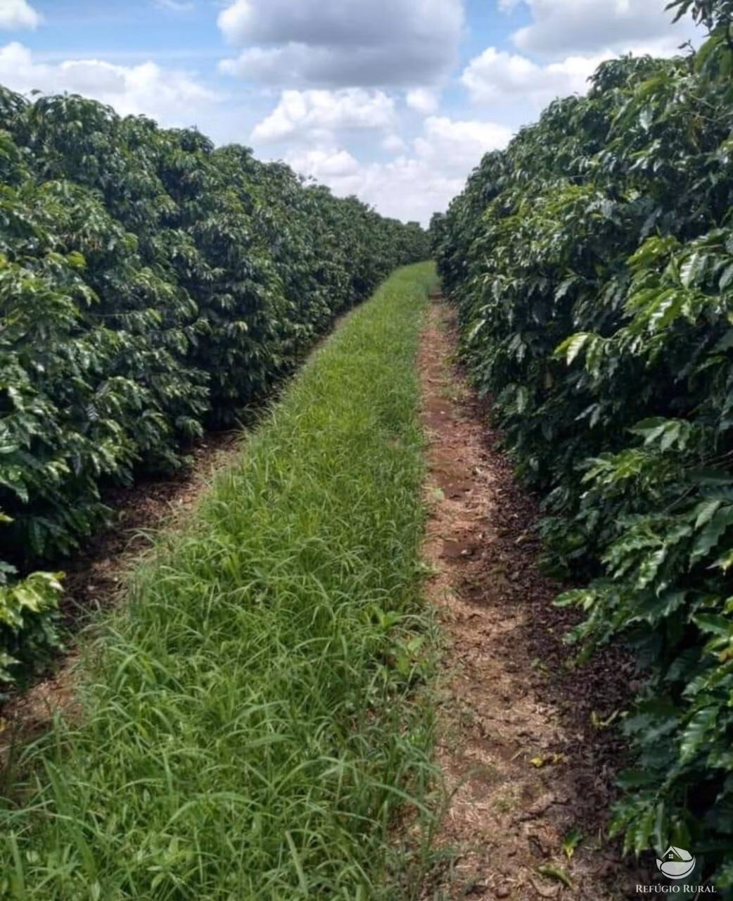 Fazenda de 239 ha em Lavras, MG
