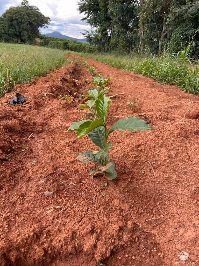Fazenda de 239 ha em Lavras, MG