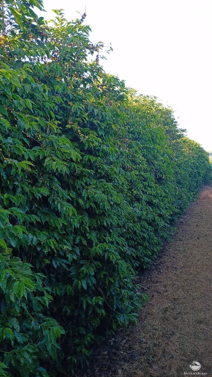 Fazenda de 239 ha em Lavras, MG