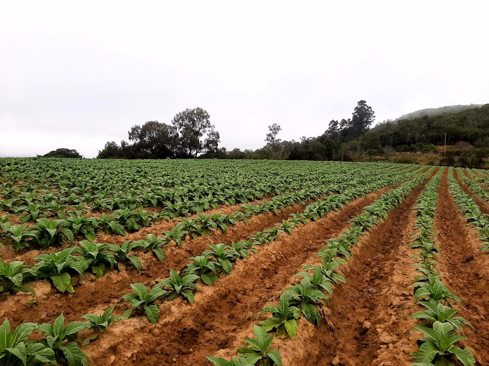 Sítio de 12 ha em Mariana Pimentel, RS