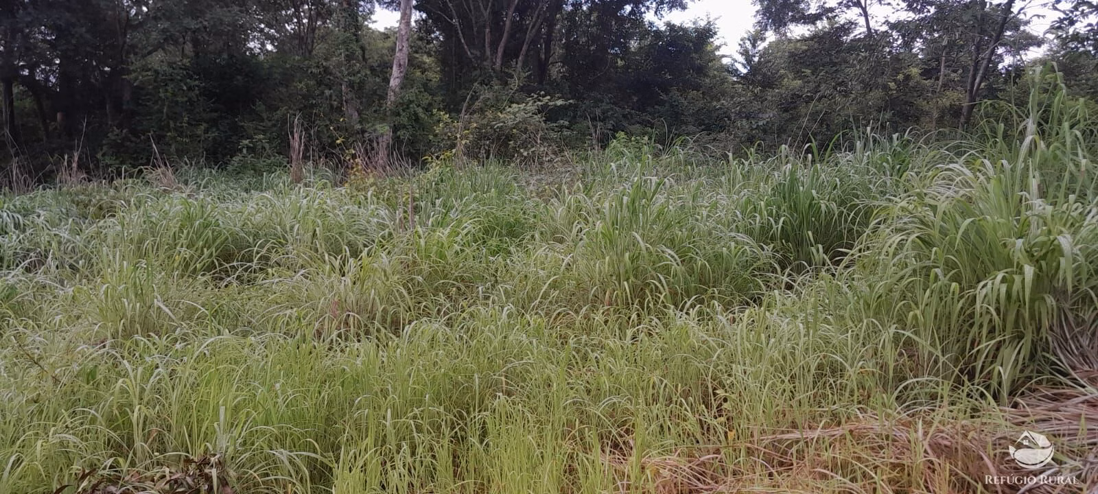 Fazenda de 1.161 ha em Peixe, TO