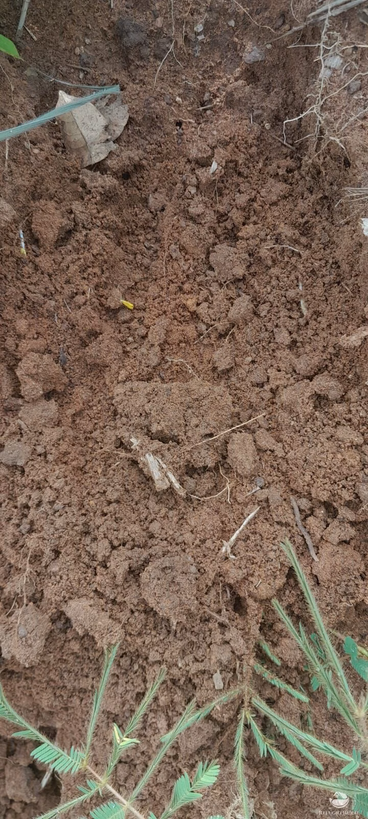 Fazenda de 1.161 ha em Peixe, TO