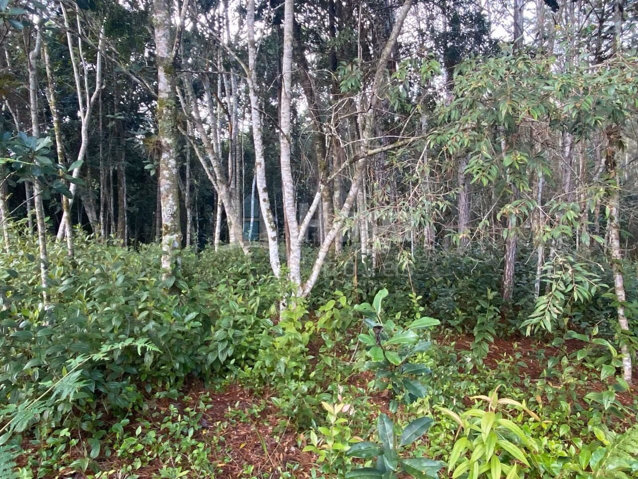 Terreno de 7 ha em Nova Trento, SC