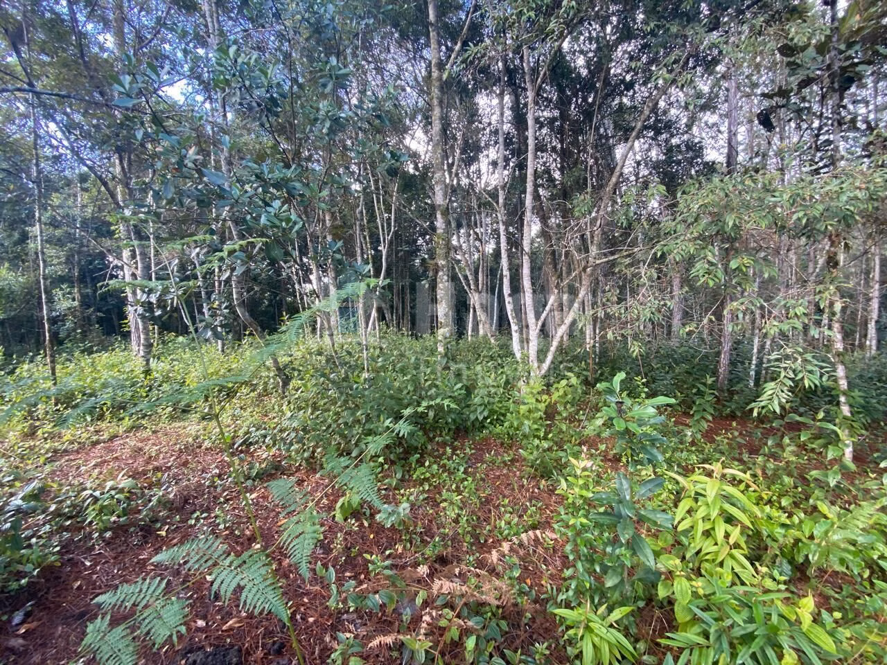Terreno de 7 ha em Nova Trento, SC