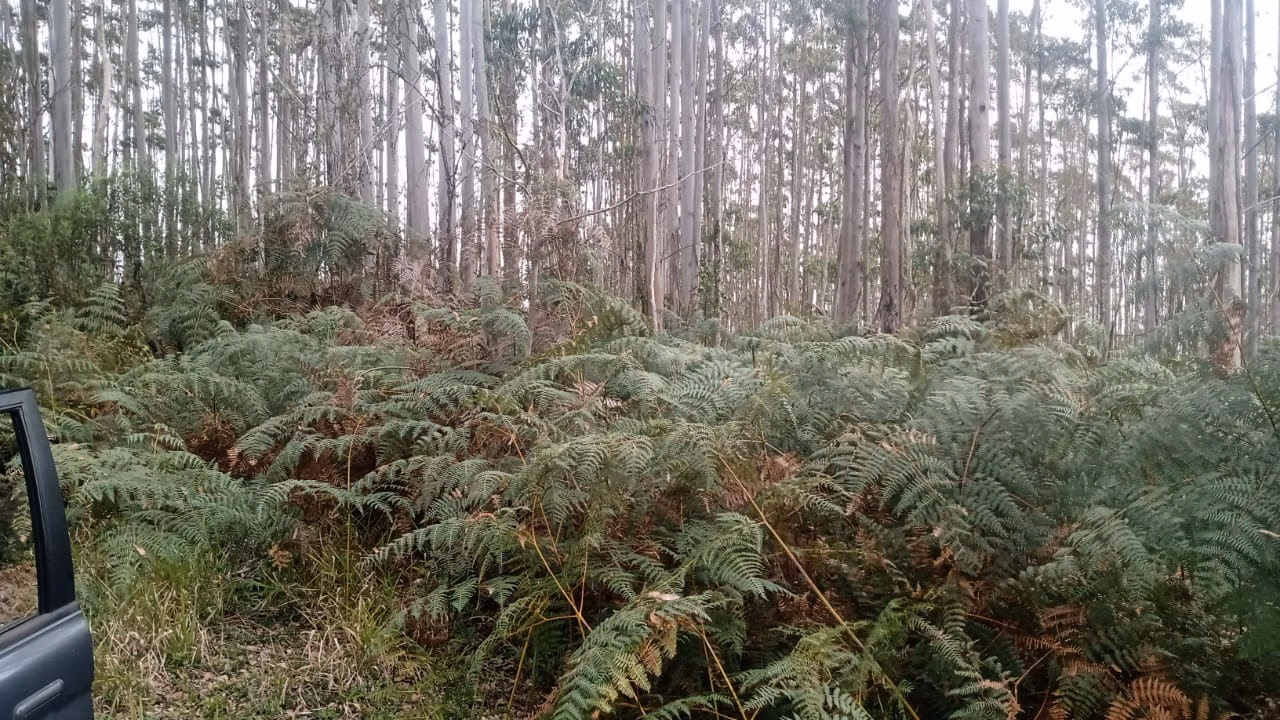 Sítio de 7 ha em Natividade da Serra, SP