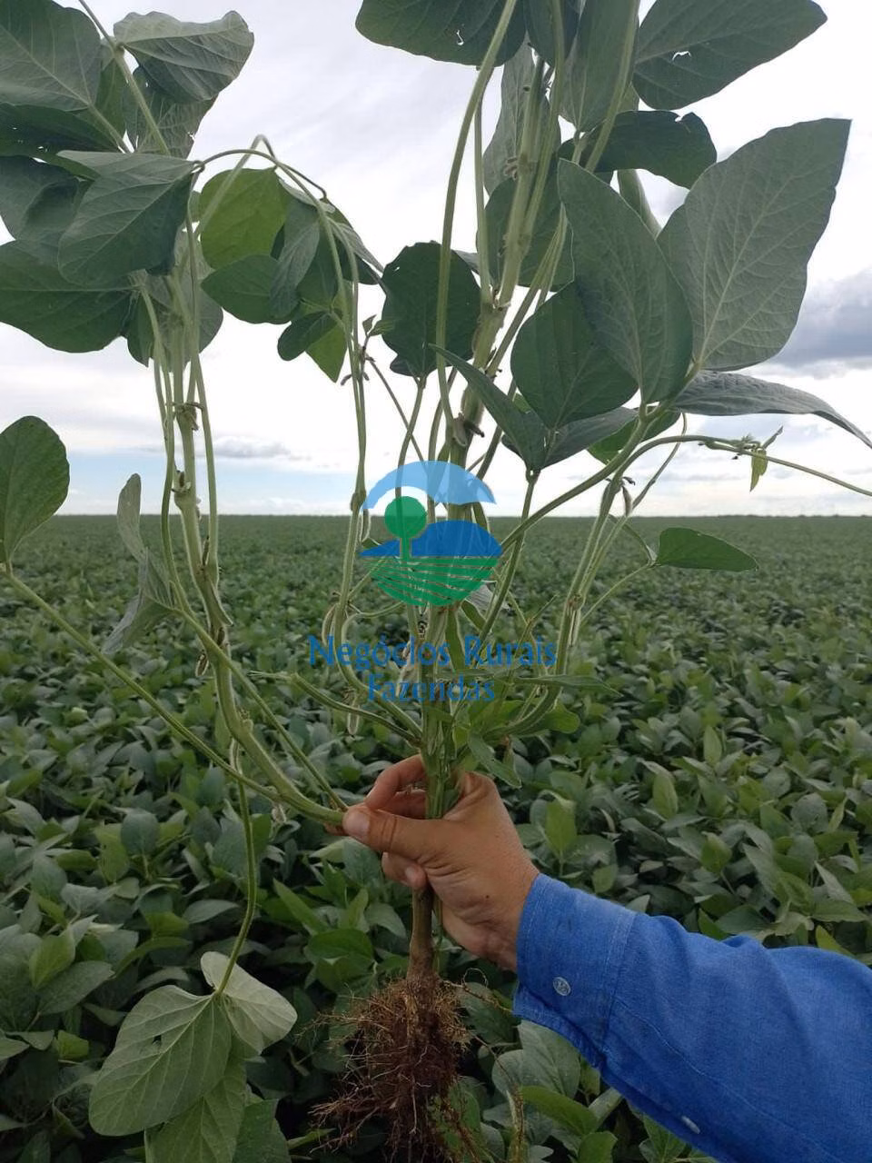 Fazenda de 10.930 ha em Uruaçu, GO