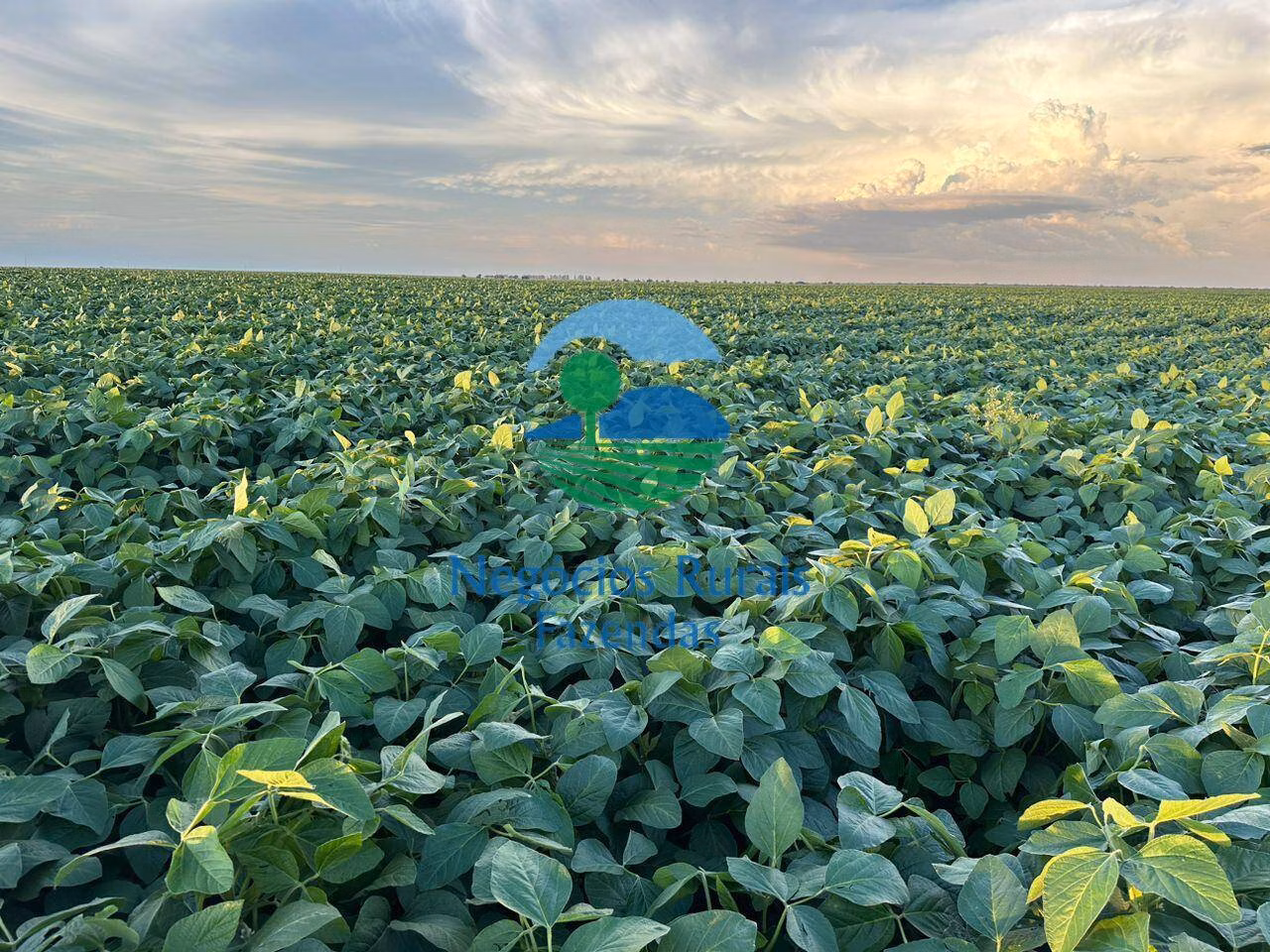 Fazenda de 10.930 ha em Uruaçu, GO