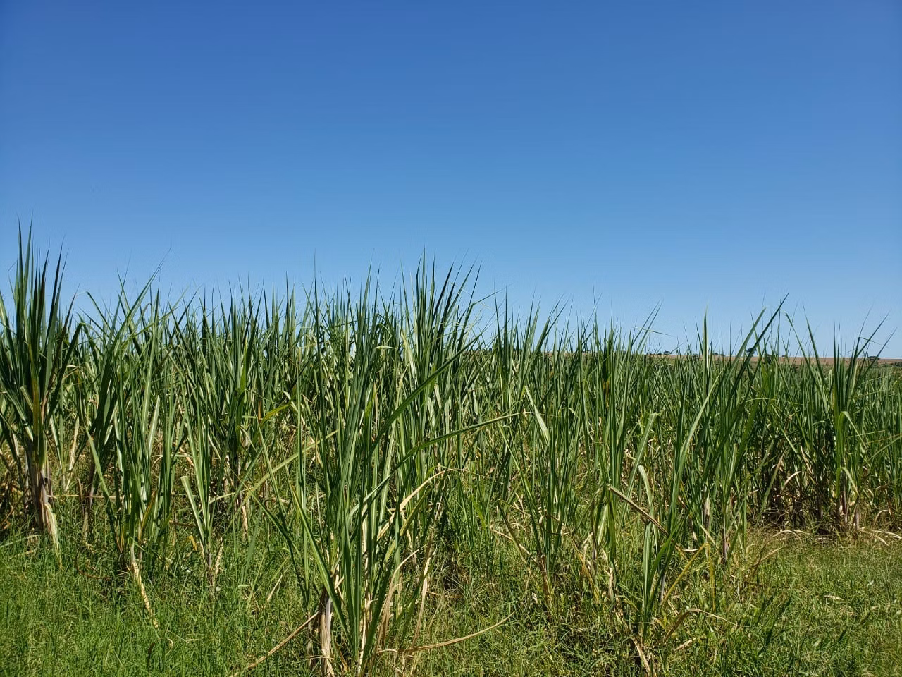Small farm of 138 acres in Tatuí, SP, Brazil