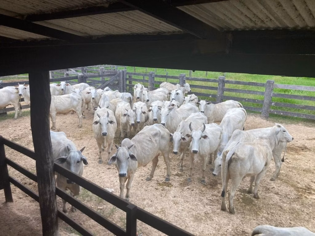 Fazenda de 1.020 ha em Juruena, MT