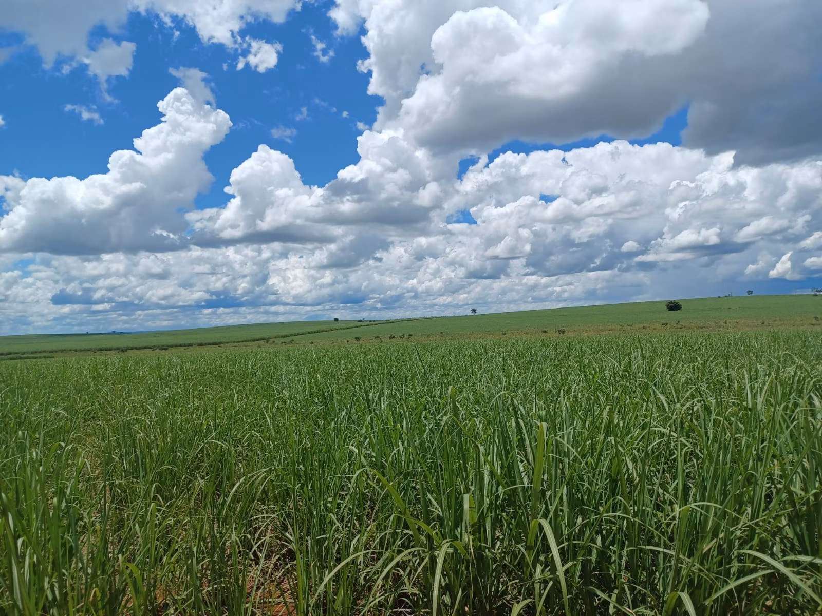 Fazenda de 663 ha em Pacaembu, SP