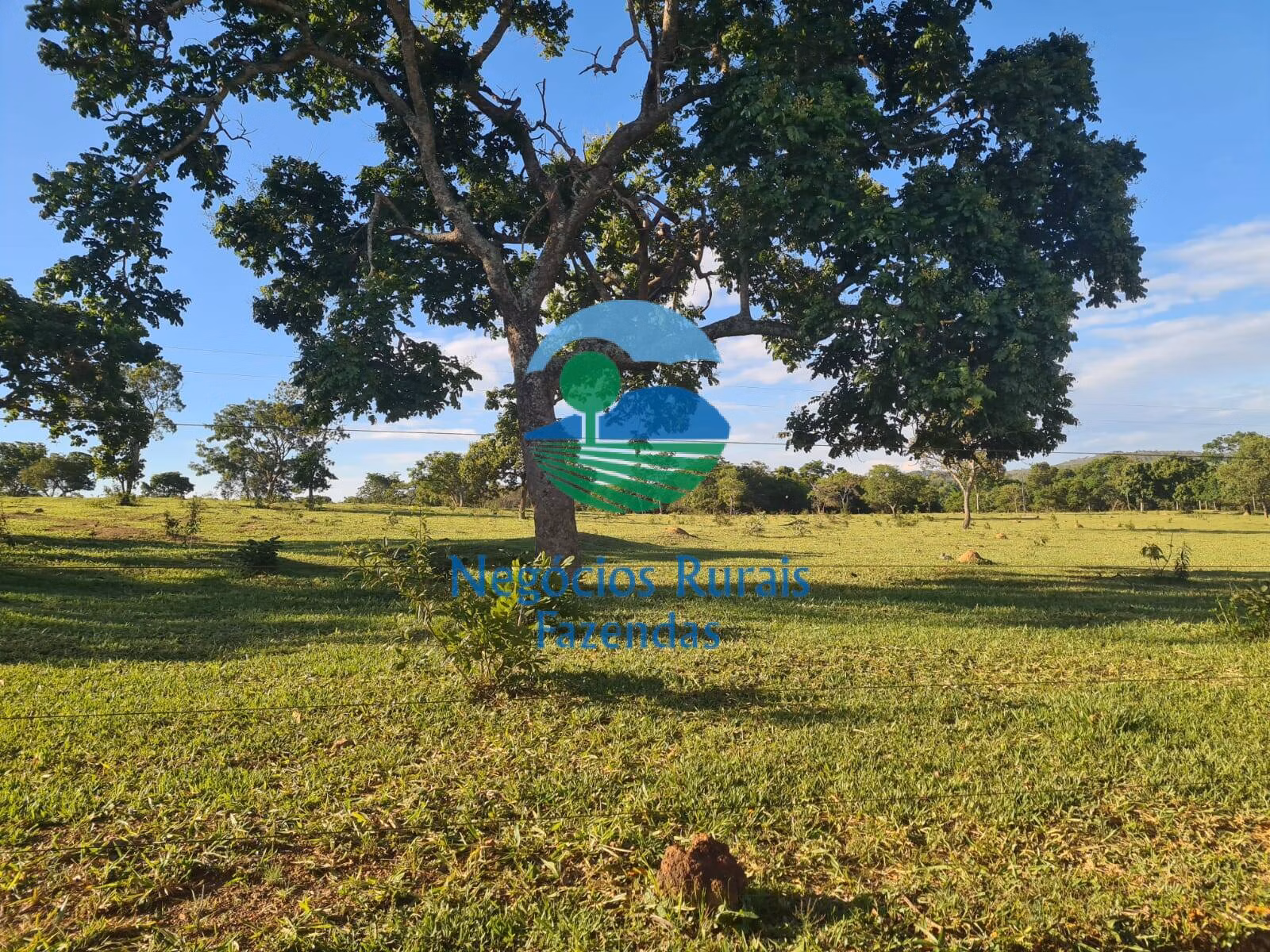 Fazenda de 532 ha em Pires do Rio, GO