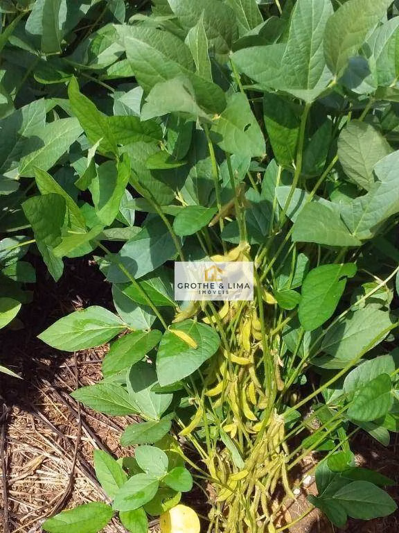 Fazenda de 4.678 ha em Santa Rosa do Tocantins, TO