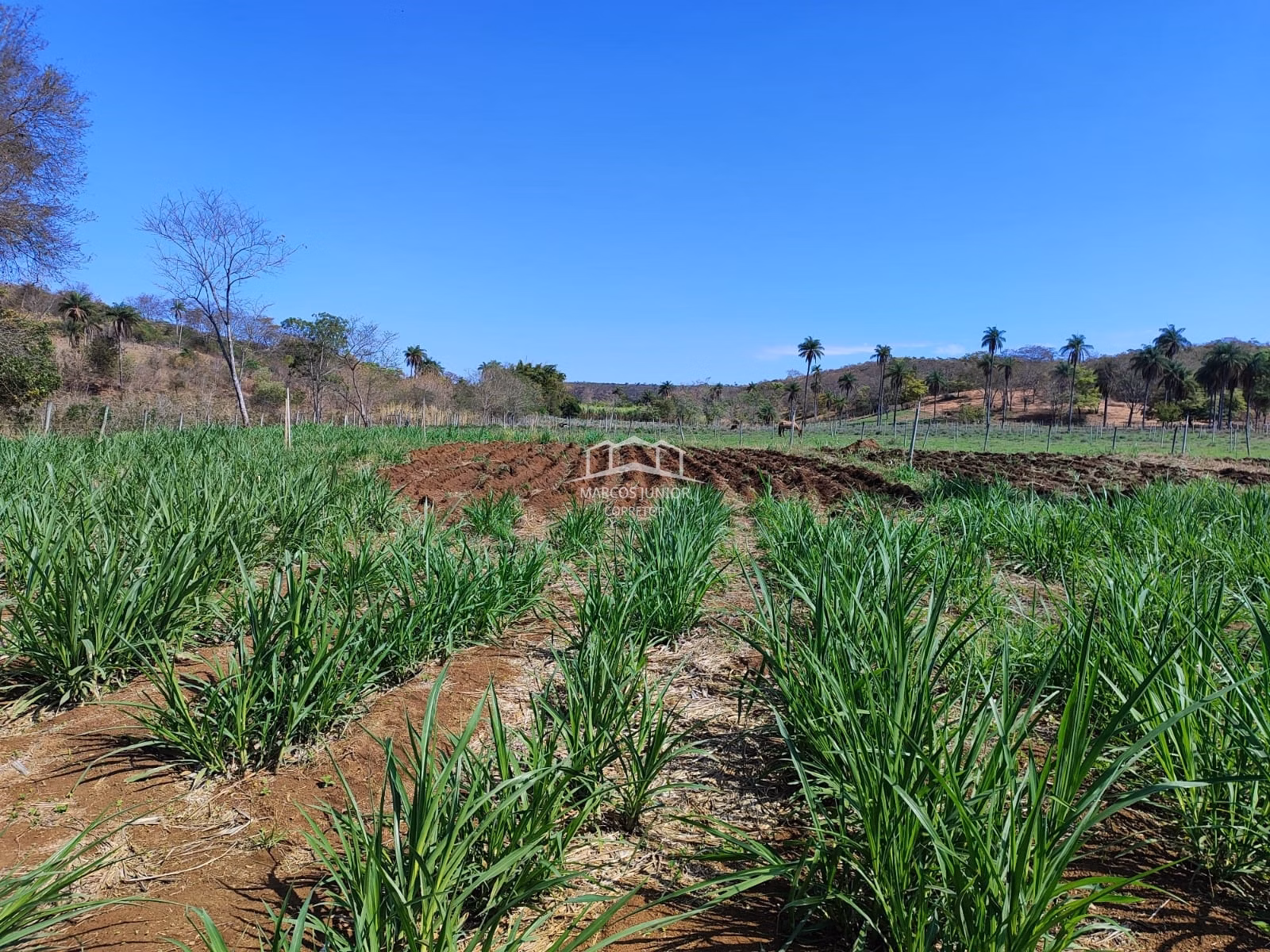 Sítio de 50 ha em Montes Claros, MG