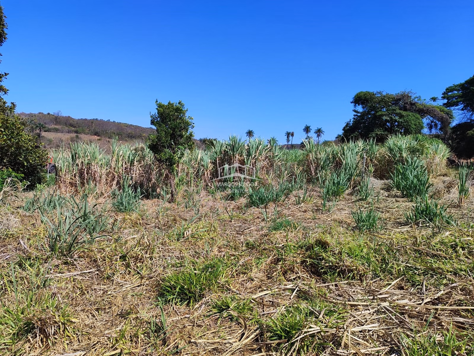 Sítio de 50 ha em Montes Claros, MG