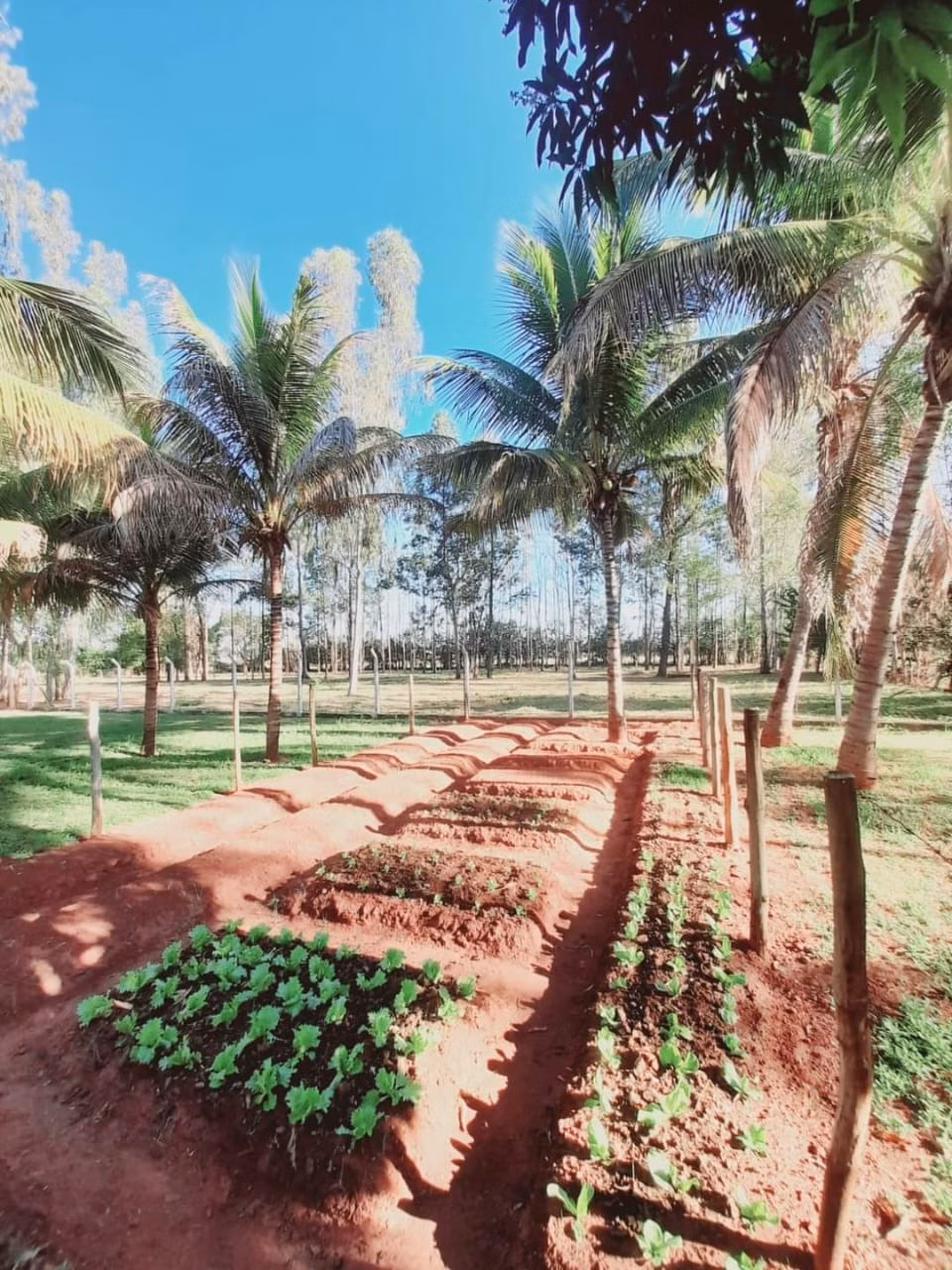 Chácara de 3.700 m² em Araçatuba, SP