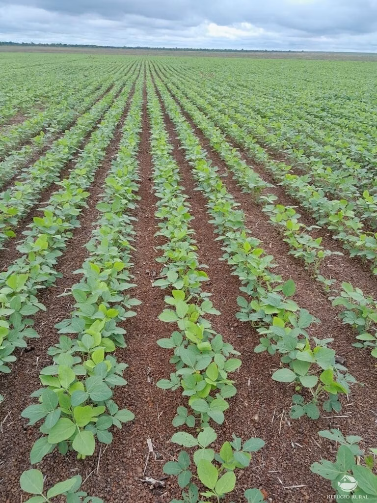 Fazenda de 2.150 ha em Carolina, MA