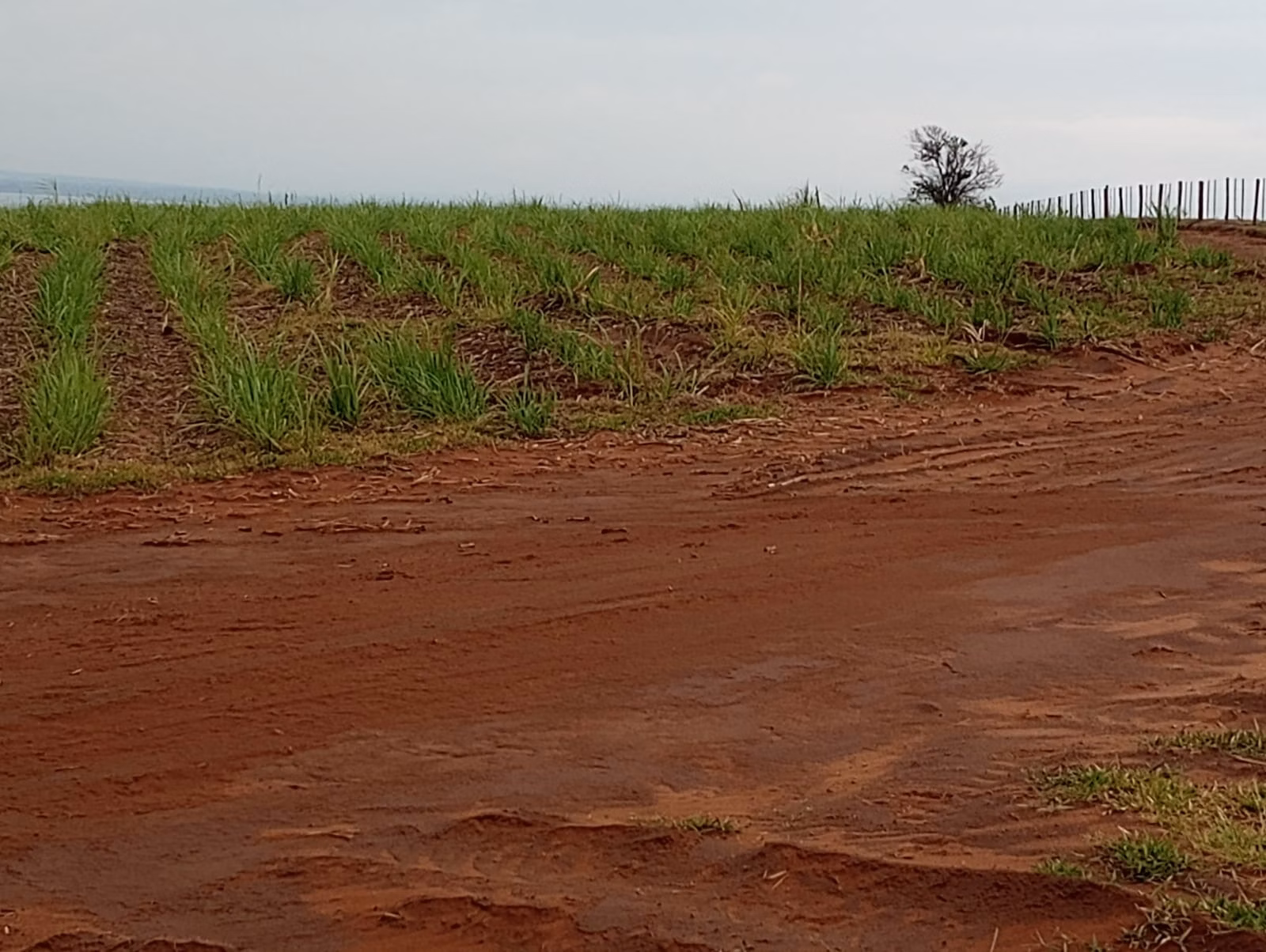 Fazenda para arrendar de 1.210 ha em Teodoro Sampaio, SP