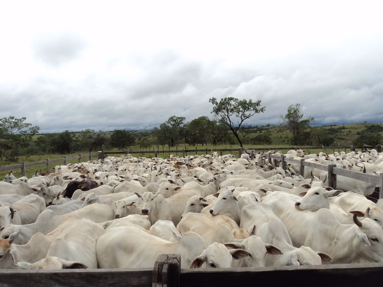 Fazenda de 720 ha em Presidente Olegário, MG